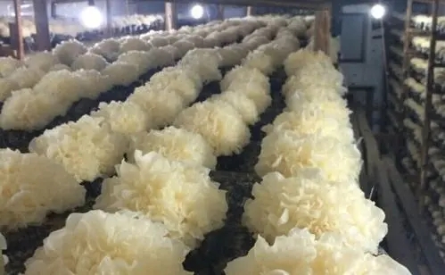 �y���Nֲע����Щ���أ��y���Nֲ�������g(sh��)��