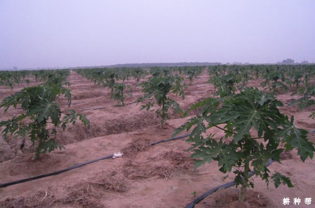 �Nֲľ�����ʩ�ʣ�ľ���߲���η��Σ�