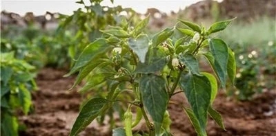 ��ηNֲ�������Nֲ������ʲô���ϣ�