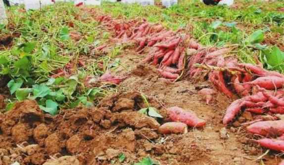 ������Ҫ��ʲô���ϣ�ʩ�ʼ�����ʲô��