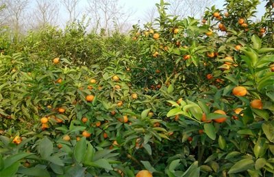 ɳ�ǽ۷Nֲ��Ҫ��Щ�l����ɰ���ٷNֲ���g��