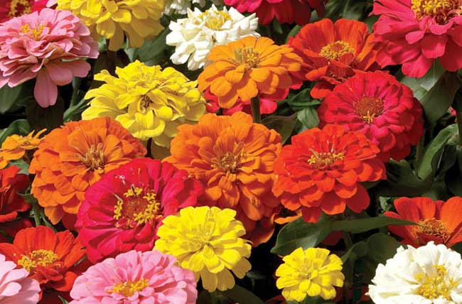 ���ղ��m��ʲô�r��Nֲ�����ղݷNֲ��������Щ