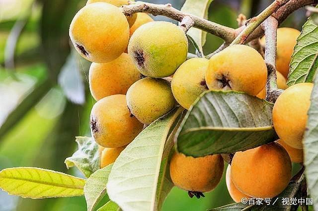 ���˷Nֲԓע����Щ�l�������˷Nֲ���g��