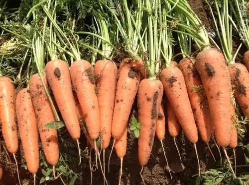 Ӱ푺��}����������������Щ�����}���Nֲ���g��