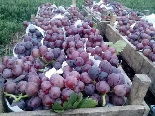 ����ܛ������Щ����������ԓ��ηNֲ��