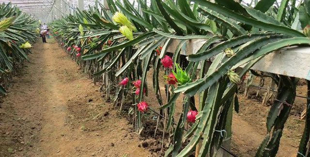 �Nֲ��������ʲô���ϣ���ôʩ�ʣ�