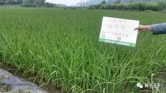 ˮ����Ҫ��ʲô���ϣ�ˮ����ôʩ�ʣ�