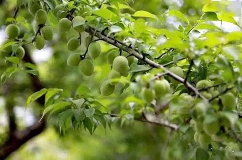 ������÷ԓ����޼�����÷�Nֲ���g��