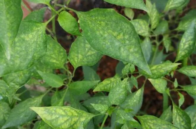 ����ȱ�V�ı��F��ʲô�����ʩ���V�ʣ�