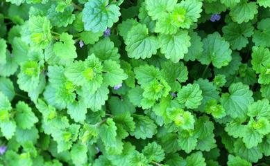 �B�X����ηNֲ���B�X�ݷNֲԓע����Щ���أ�