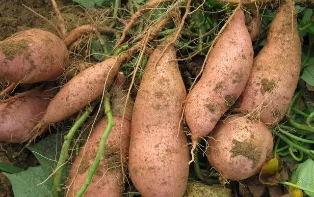 �t�����ʩ�ʣ��t���߮aʩ�ʼ��ɣ�