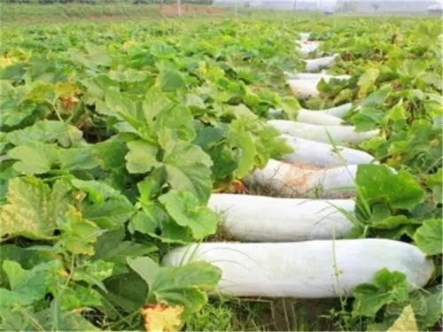 ������˥ԭ������Щ��������˥�ķ��δ�ʩ��ʲô