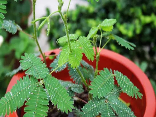 ���߲ݷN����ηNֲ��ԓע����Щ��헣�