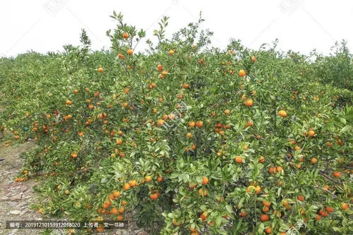 �ָ�����ηNֲ�ģ��̷ָNֲԓע����Щ���}��