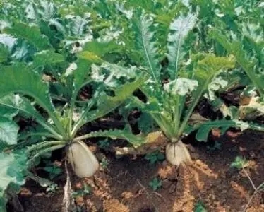 �ƌW(xu��)ʩ���h�x�}�����ģ� �}��ʩ�ʼ��g(sh��)��