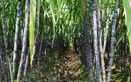 ����ԓ���ʩ�ʣ������m��ʩ��ʲô���ϣ�