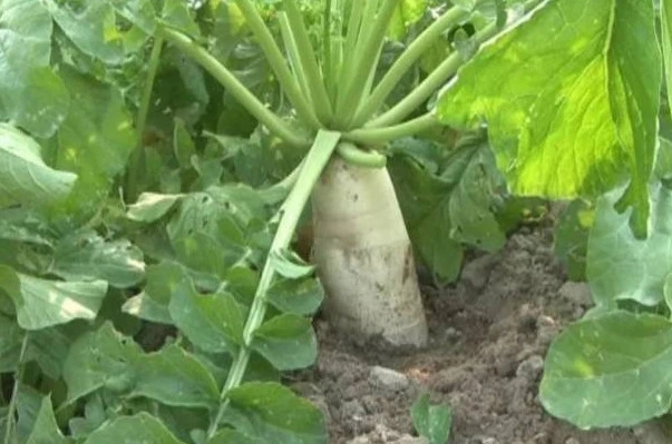 �ƌWʩ���h�x�}�������� �}��ʩ�ʼ��g��