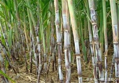 ����ԓ���ʩ���������m��ʩ��ʲô������