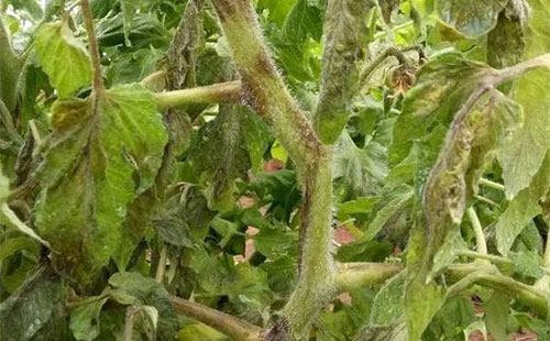 �����߲˻�ù�������Ͱl�����β�ס���@Щ���δ�ʩһ�������e�^��