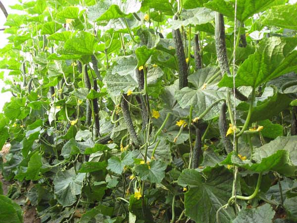 �S��ȱ�}�ı��F�Y����ʲô����ô�a�}��