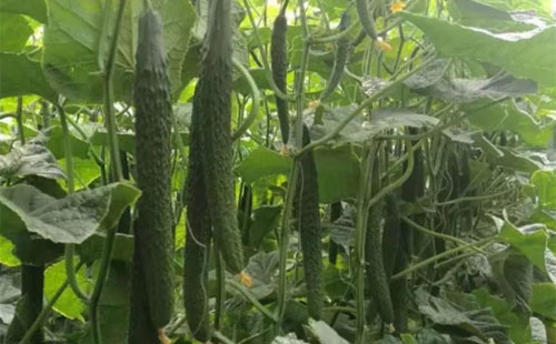 �Nֲ�S��ԓ��ι����������@Щ��̖ȫ����������