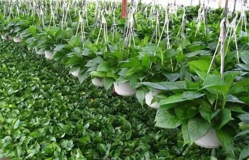 �G�}�Nֲԓע����Щ���أ��G�}�Nֲ���g��