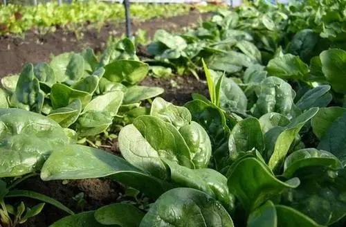 ���˵����������ʲô����ηN���߮a���|���ˣ�