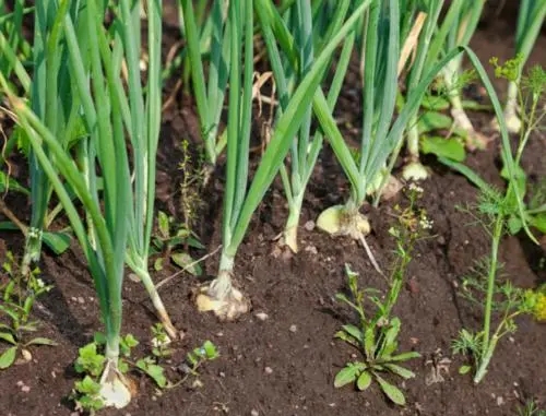 ���[�Nֲ���ʩ����ԓע����Щ���}��