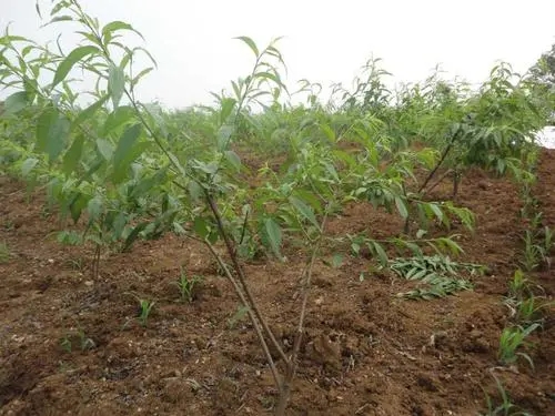 �Ҙ������ʩ�ʵ���ʩʲô�ӵķ��^����