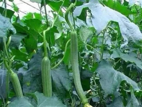 �z�ϵ�������c(di��n)��ʲô������Щʩ�ʼ��g(sh��)��