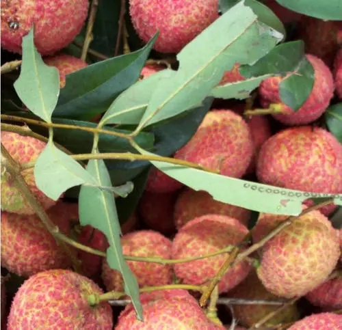 ��֦��������c(di��n)��ʲô����֦���ʩ�ʣ�