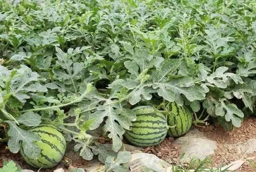 ���ϵ�������c��ʲô��ʩ�ʼ�������Щ��