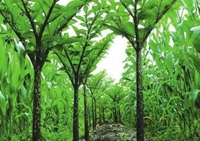 ħ��Nֲ���ʩ�ʣ�ʩʲô���ϱ��^�ã�