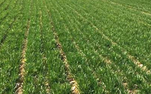 ����ʡ2022��С������ʩ��ָ����Ҋ���_��