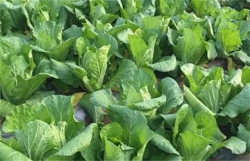 �紺�ײ�ԓ��ηNֲ���ײ˷Nֲ���g��