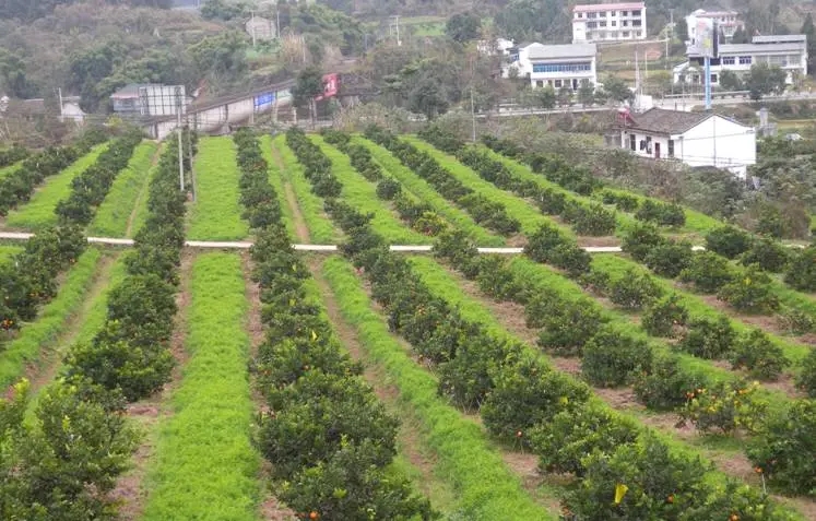 ���و@�О�ʲôҪ�Nֲ�G�ʣ�����Щ���ã�