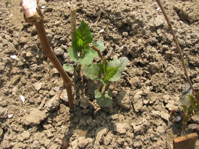 �������ʩ�ô�ѿ�ʣ����Ѵ�ѿʩ��ԭ�t��