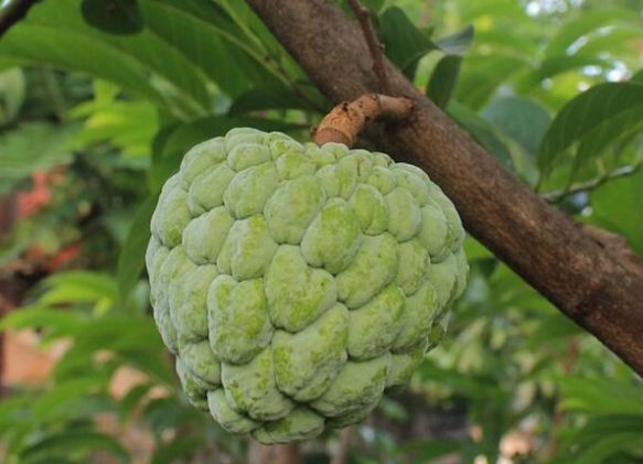 ����֦����ԓ���ʩ�ʣ�����֦ʩ�ʼ��g��