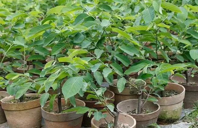 ����֦����ԓ���ʩ�ʣ�����֦ʩ�ʼ��g��