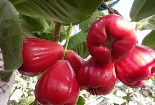 ���~�tɏ�FƷ�N���c��ʲô��Ʒ�N�a����Σ�