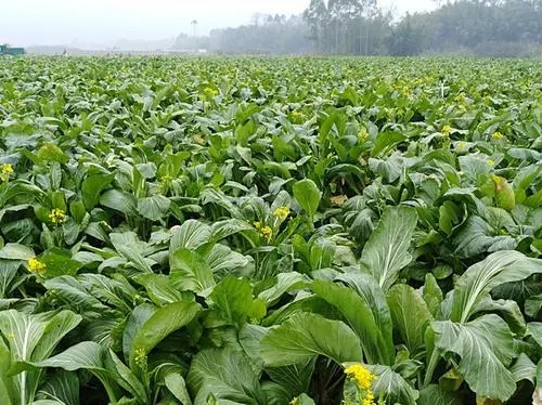 ������ηNֲ�����ķNֲ��ע����Щ���}��