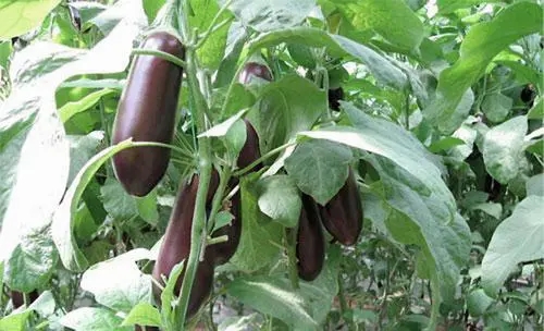 ����ԓ���ʩ��������ʩ��ԓע��ʲô��