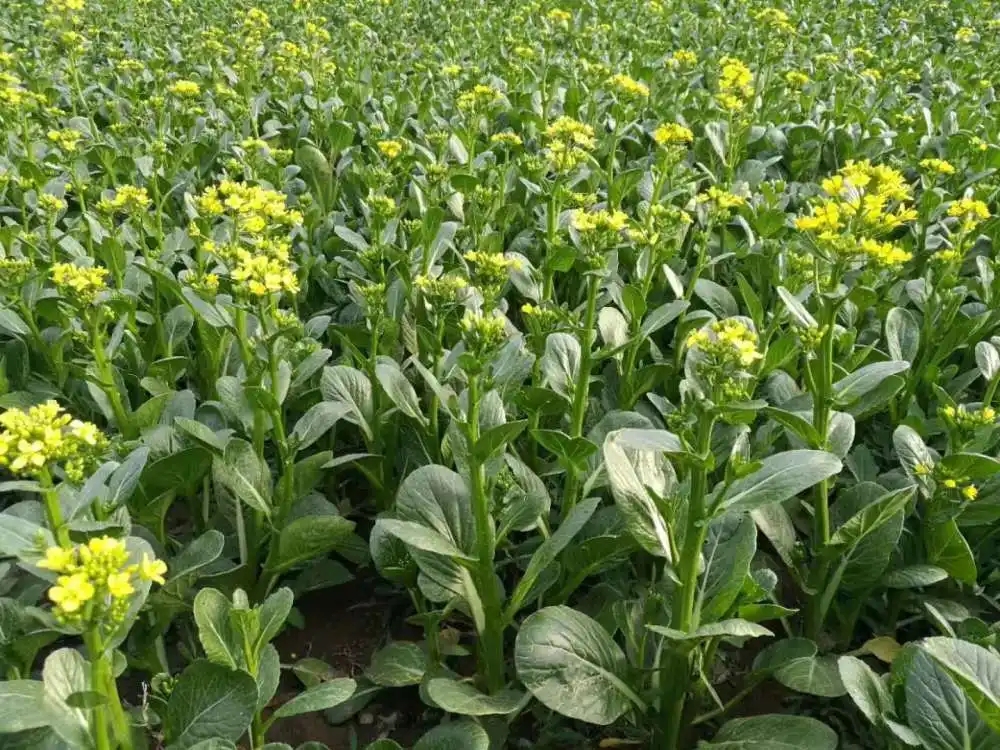 ������ηNֲ?����Щʩ�ʷ�����ע�����(xi��ng)��