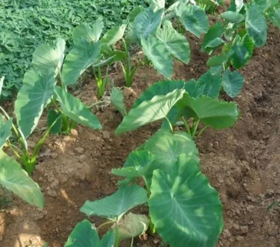 ���^�Nֲʩ�ʼ��g����Щ����νo���^ʩ�ʣ�