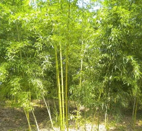 �������ʩ�ʣ����ӵ�ʩ�ʷ�����ʲô��