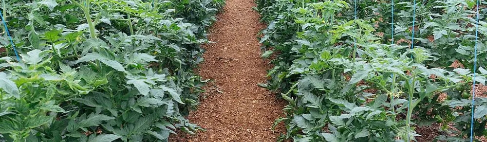 ��������ע����Щ���}�����ѷNֲ���g(sh��)��