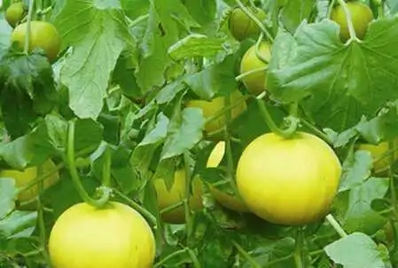 �����ɫ����ԭ����ʲô�����ӽ�Q��