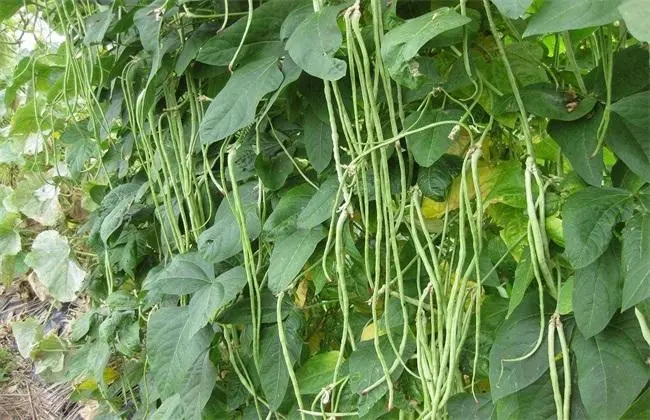 ���ǷNֲ���ʩ�ʣ����Ǹ߮aʩ�ʼ��g��