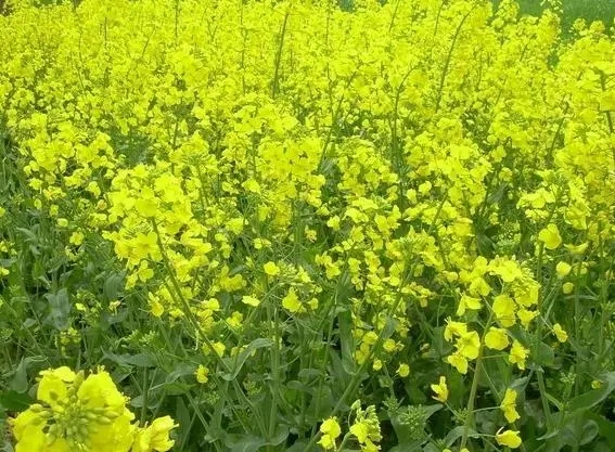 �Ͳ���ηNֲ���Ͳ˷Nֲԓע��ʲô��