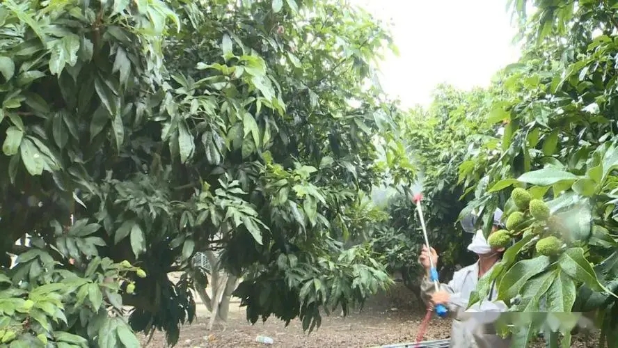 ��֦�ɹ������ʩ�ʣ���֦ʩ�ʼ��g��